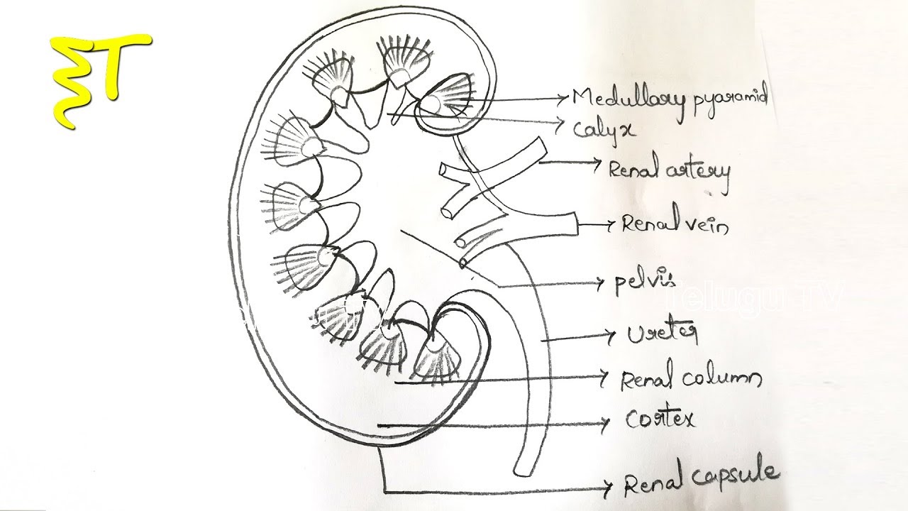 Kidney Drawing at Explore collection of Kidney Drawing