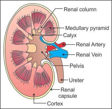 383x374 draw a well labelled diagram of the l s of kidney label any six - Kidney Drawing