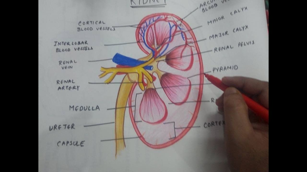 1280x720 how to draw kidney anatomy - Kidney Drawing