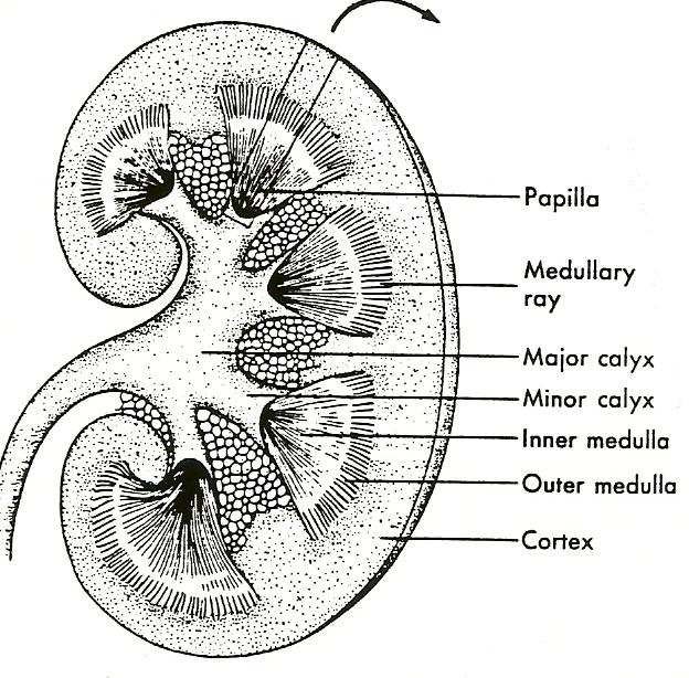 Kidney Drawing at PaintingValley.com | Explore collection of Kidney Drawing