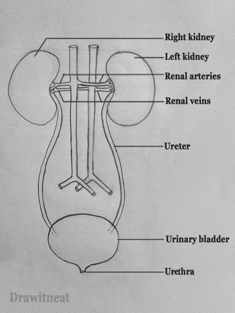 Kidney Drawing At PaintingValley.com | Explore Collection Of Kidney Drawing