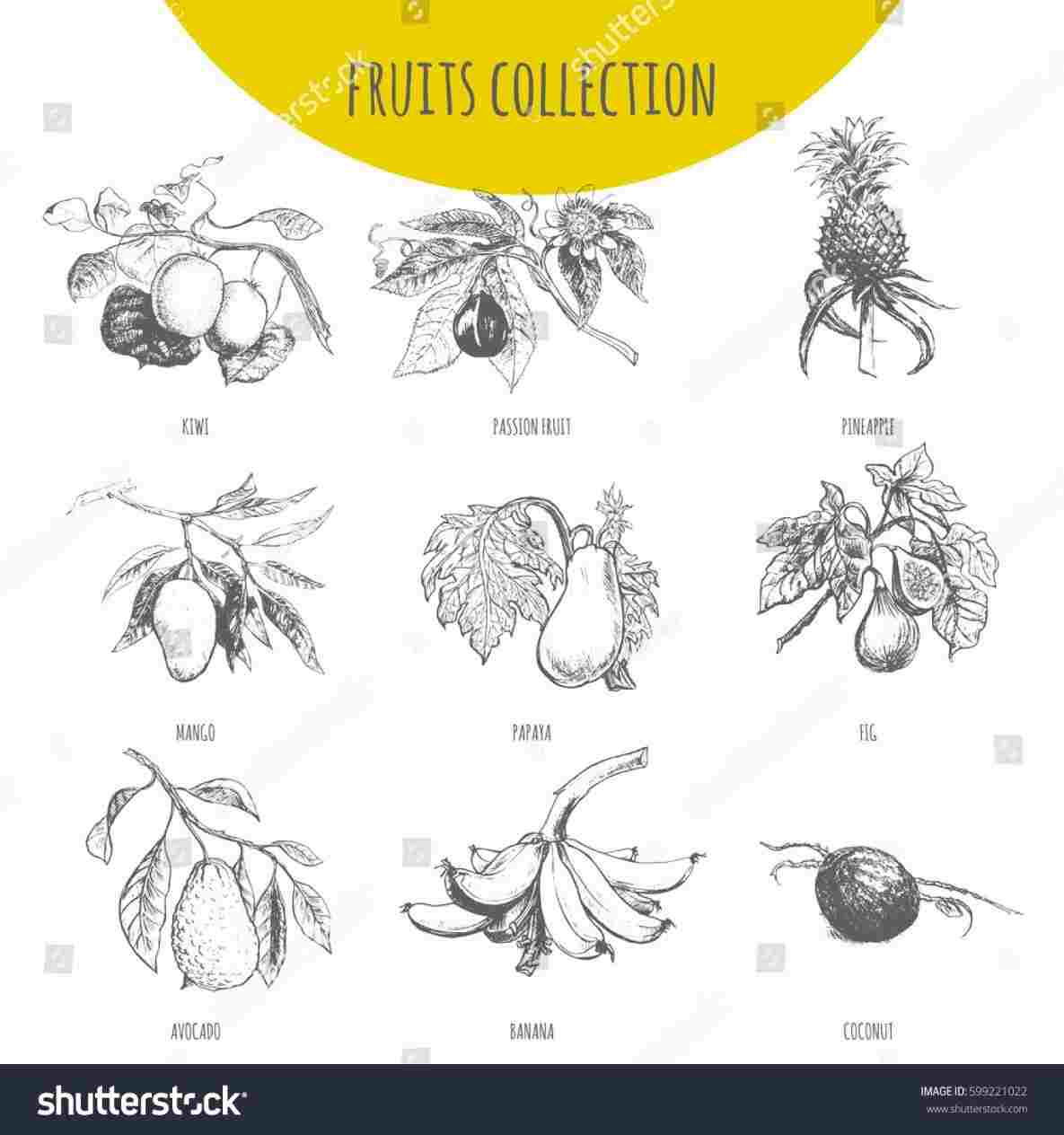 1185x1264 A Tree For Kids Youtuberhyoutubecom How Pencil Drawing Of Mango - Kids Drawing Of A Tree