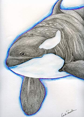 Killer Whale Drawing