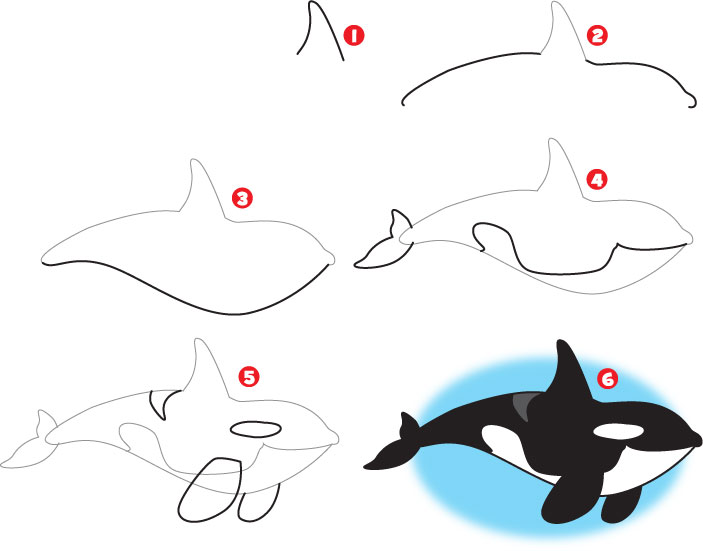 703x551 How To Draw A Killer Whale Kid Scoop - Killer Whale Drawing