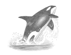 250x193 How To Draw A Killer Whale Breaching Video Step - Killer Whale Drawing