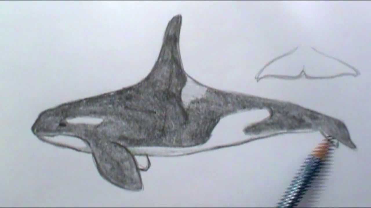 1280x720 How To Draw A Basic Orca Whale - Killer Whale Drawing