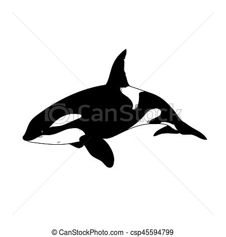 449x470 Aquatic Animals Killer Whale Drawing Illustration - Killer Whale Drawing