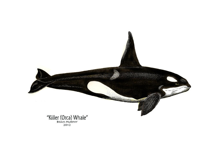 900x654 Killer Whale Drawing - Killer Whale Drawing