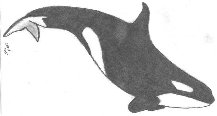 900x481 Killer Whale Drawing - Killer Whale Drawing
