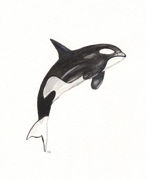 480x586 Orca Whale - Killer Whale Drawing
