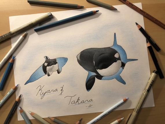 570x427 Original Kyara And Takara Silhouette Drawing Killer Whale Etsy - Killer Whale Drawing