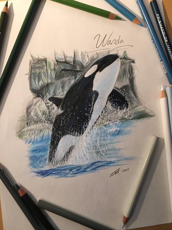 570x760 Original Wanda The Killer Whale Drawing Orca Illustration Etsy - Killer Whale Drawing