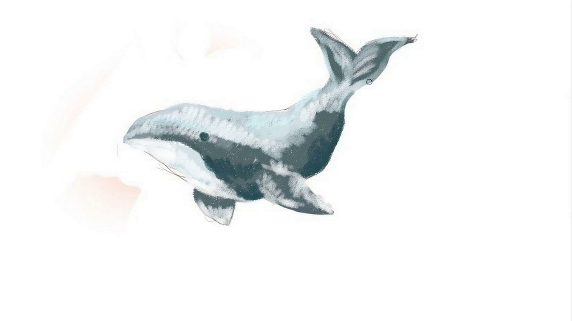 1920x1080 Digital Drawing We Draw A Killer Whale Time Lapse Motion - Killer Whale Drawing