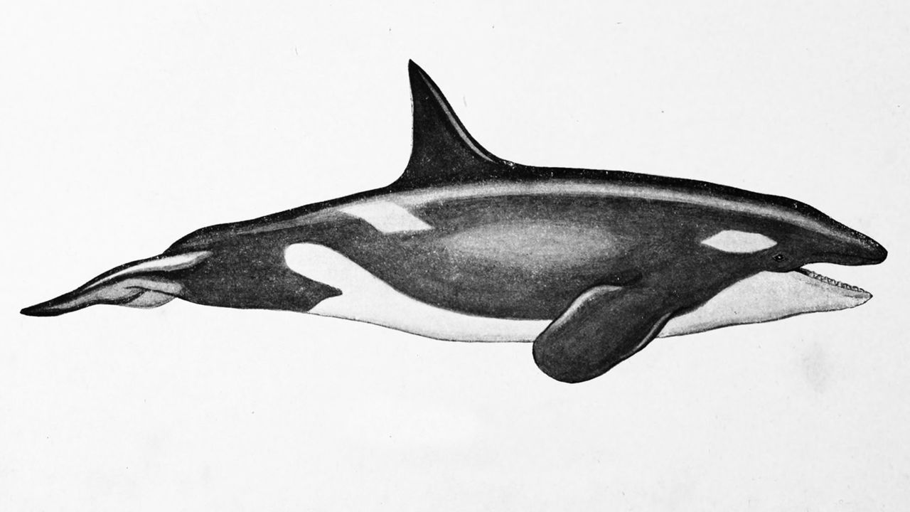 1280x720 The Future Of Pcb Laden Orca Whales, And Doing Genomics Work - Killer Whale Drawing