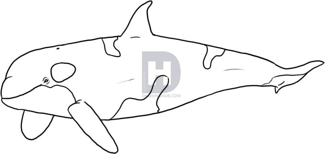 1080x513 How To Draw A Killer Whale, Step - Killer Whale Drawing