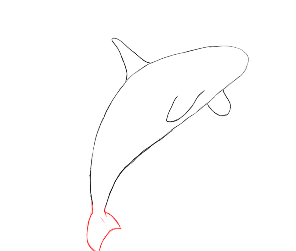 970x822 How To Draw A Killer Whale - Killer Whale Drawing