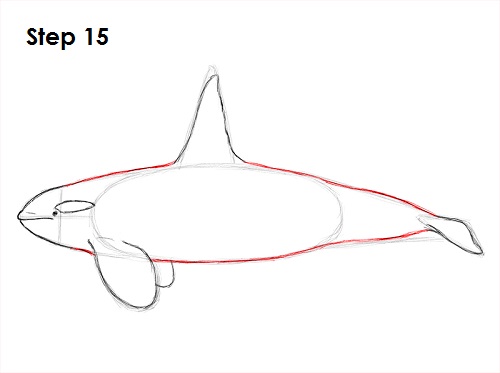 500x373 How To Draw A Killer Whale - Killer Whale Drawing