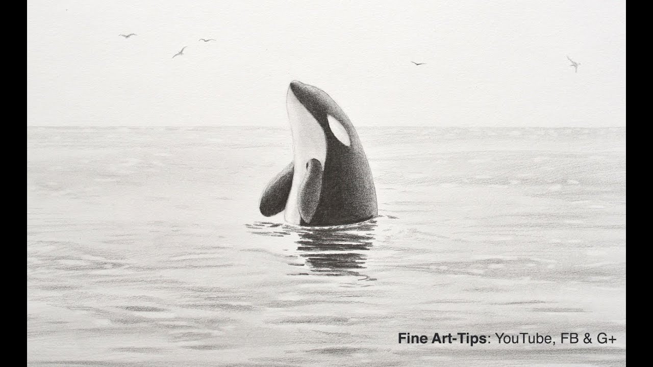 1280x720 How To Draw A Killer Whale - Killer Whale Drawing