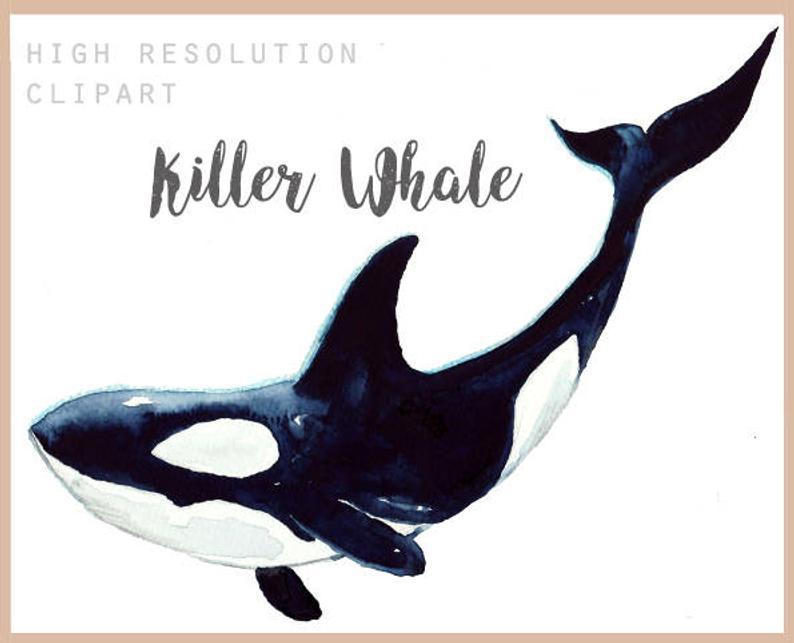 794x643 killer whale watercolor whale ocean art kids whale - Killer Whale Drawing For Kids