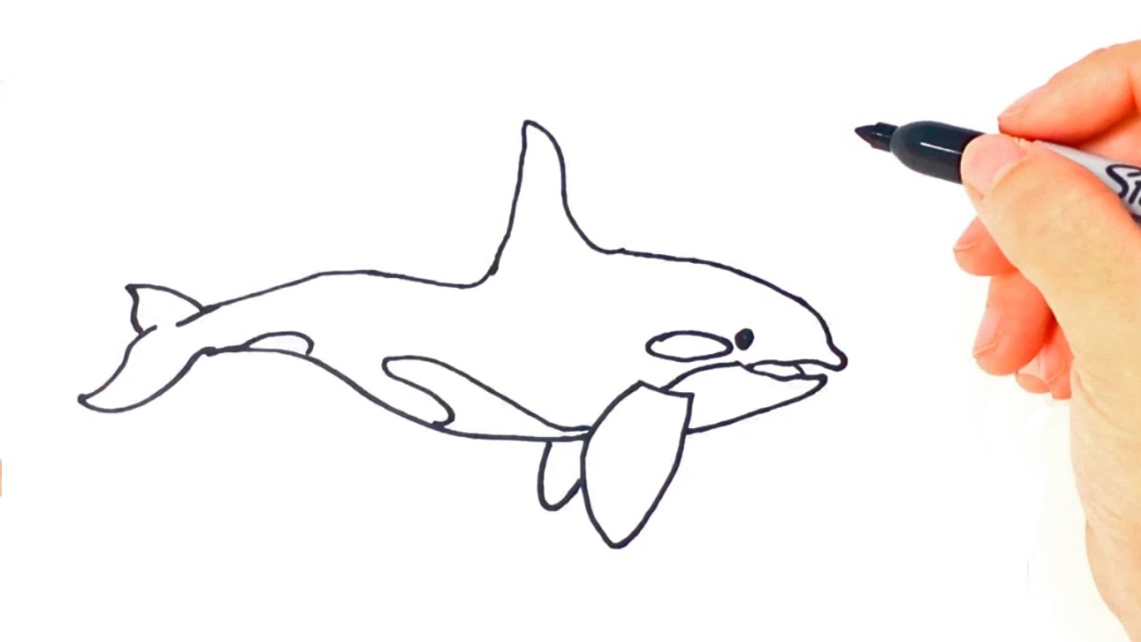 1280x720 killer whale drawing for kids and how to draw a killer whale - Killer Whale Drawing For Kids