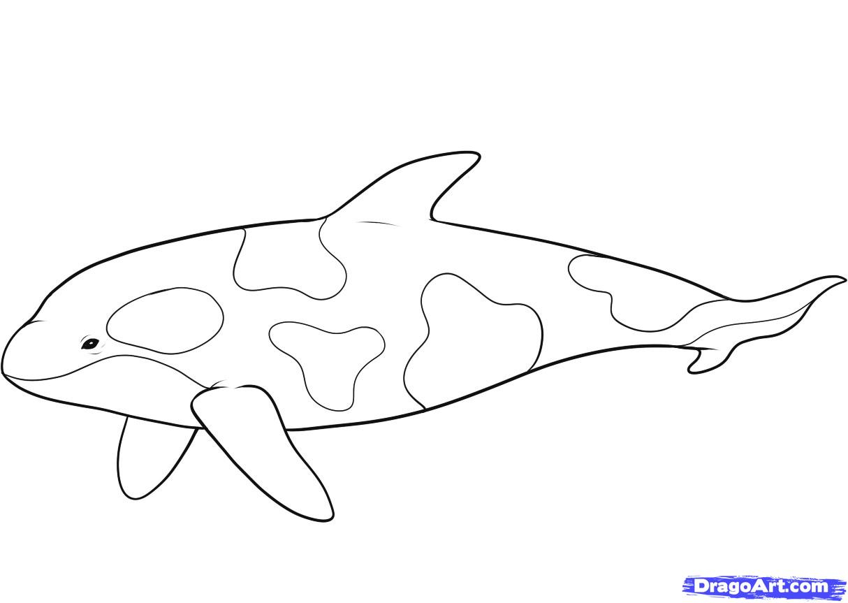 1214x863 killer whale drawing for kids and killer whale drawing for kids - Killer Whale Drawing For Kids