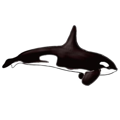 500x500 killer whale for kids dolphin line art drawing killer whale clip - Killer Whale Drawing For Kids