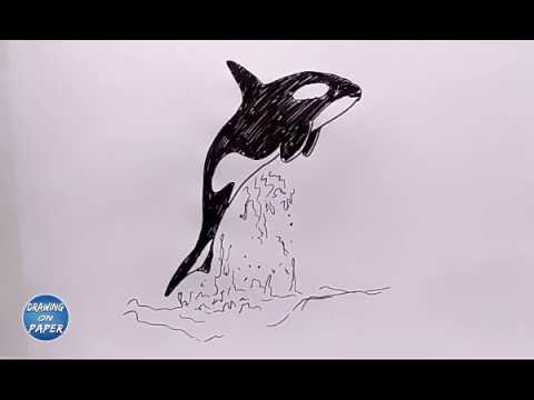 480x360 very easy!! how to draw killer whales orca a cartoon for kids - Killer Whale Drawing For Kids