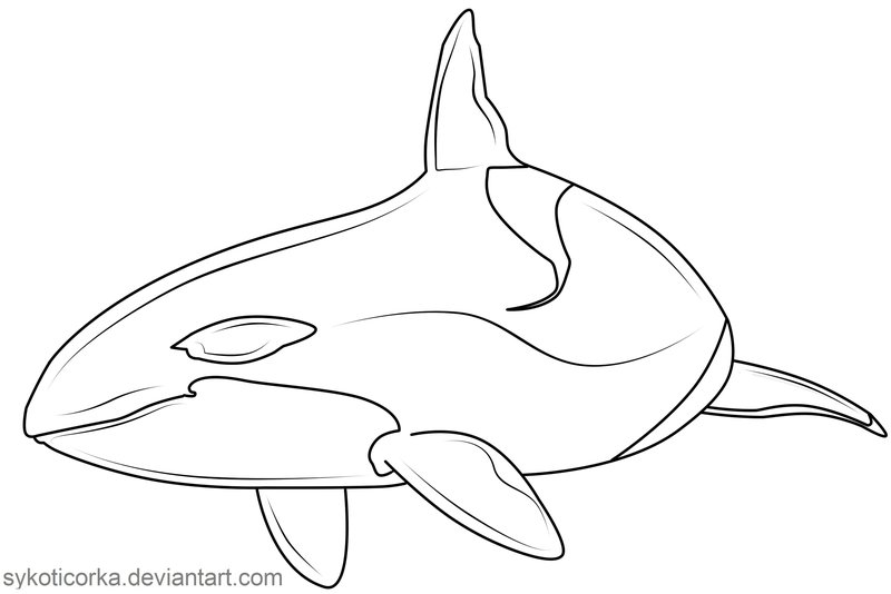 Killer Whale Outline Drawing