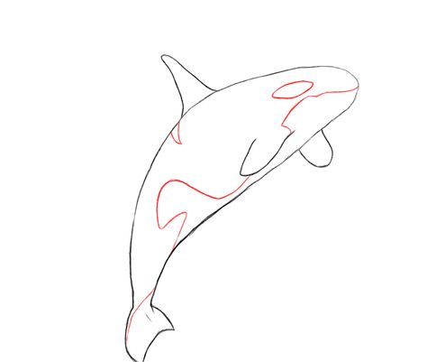 474x401 How To Draw A Killer Whale - Killer Whale Outline Drawing