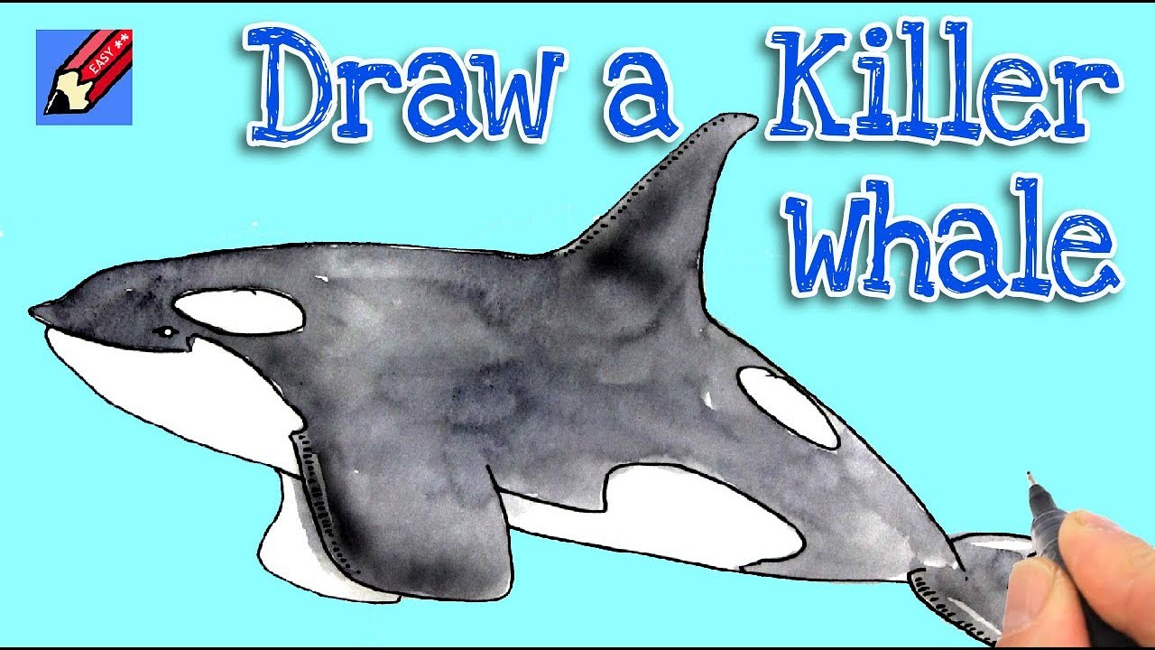 1280x720 How To Draw A Killer Whale Real Easy - Killer Whale Outline Drawing