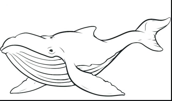728x427 Killer Whale Coloring Pages Pictures Free Colouring - Killer Whale Outline Drawing
