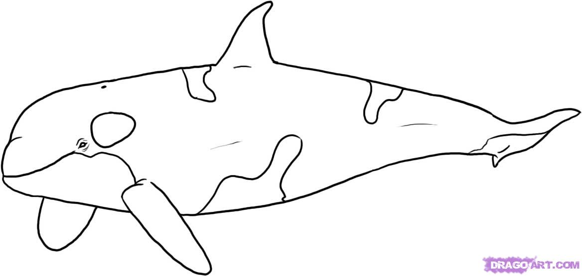 1168x555 Killer Whale Line Drawing - Killer Whale Outline Drawing