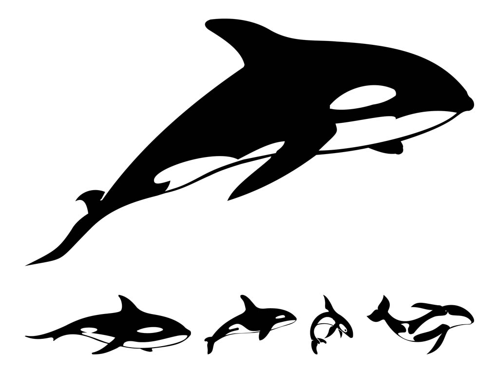 1024x765 killer whale outline collection of killer whale line drawing - Killer Whale Outline Drawing
