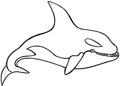 480x341 killer whale outline killer whale, orca coloring page - Killer Whale Outline Drawing