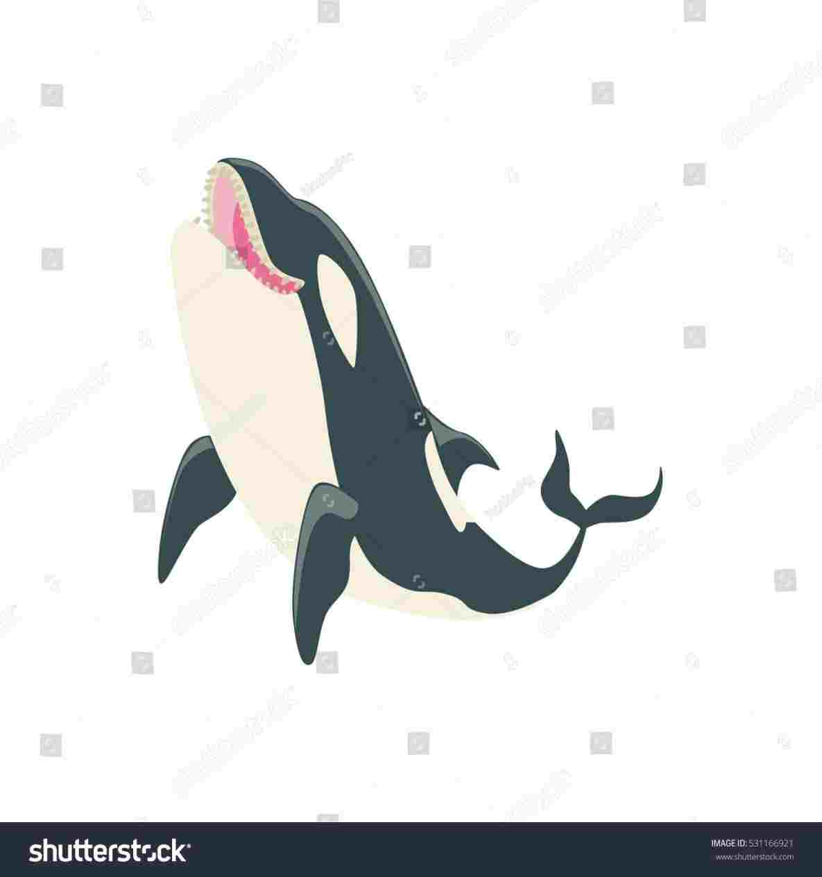 1185x1264 Orca Whale Drawing Whale Outline Drawing In Coloring - Killer Whale Outline Drawing