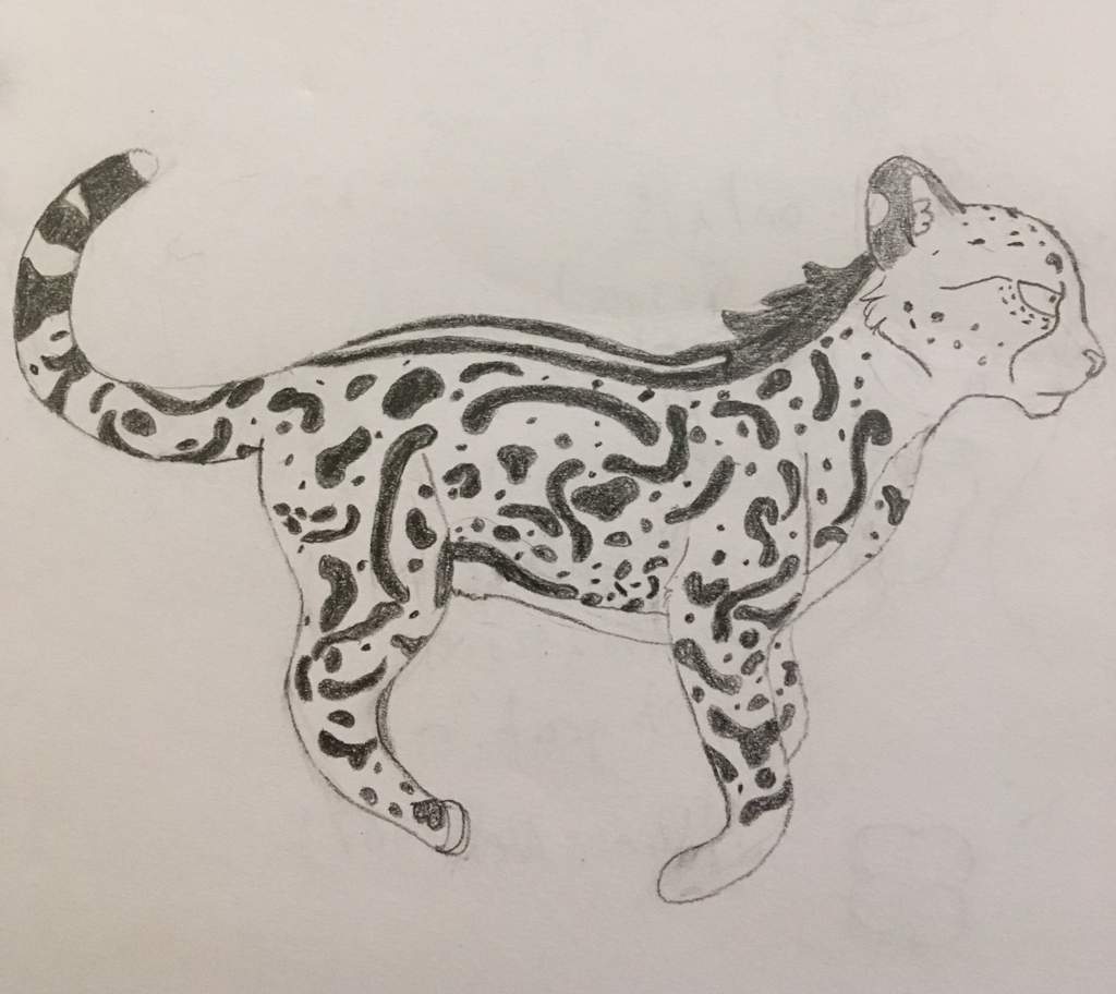 1024x912 Fuli Running! Lion King Amino - King Cheetah Drawing