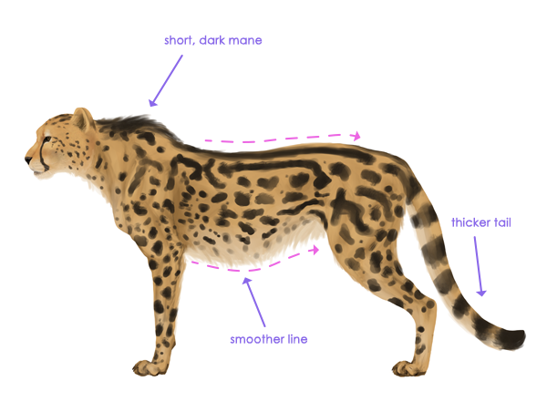 600x452 How To Draw Animals Big Cats, Their Anatomy And Patterns - King Cheetah Drawing