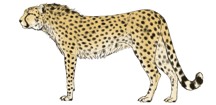 688x334 how to draw big cats lions, tigers, cheetahs, and much more - King Cheetah Drawing