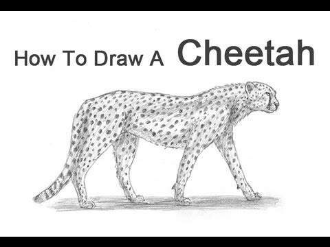 480x360 How To Draw A Cheetah - King Cheetah Drawing