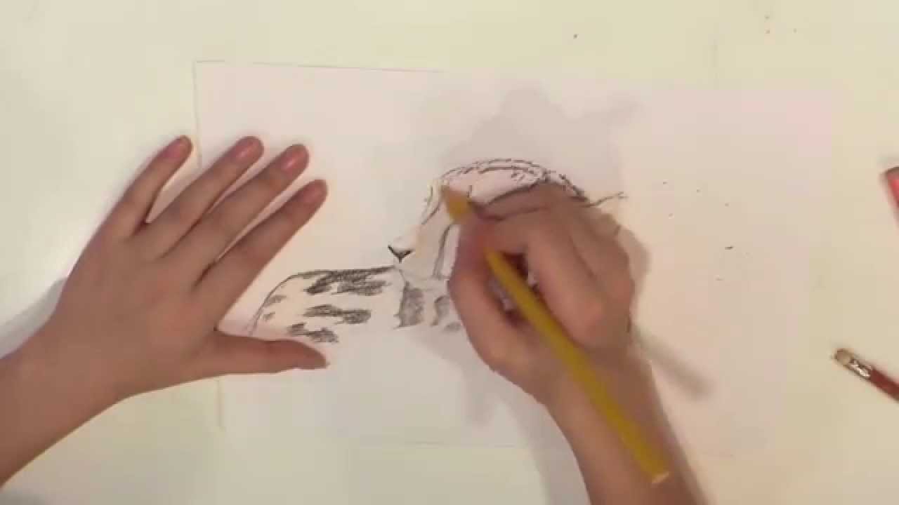 1280x720 King Cheetah Drawing Reta's Doodles - King Cheetah Drawing