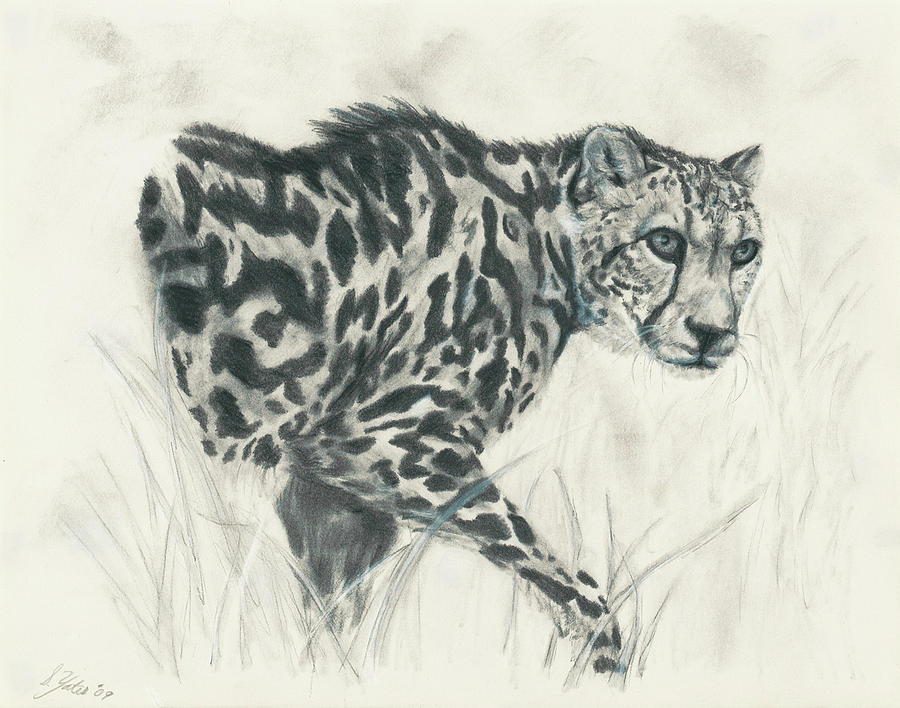 900x708 King Cheetah Drawing - King Cheetah Drawing