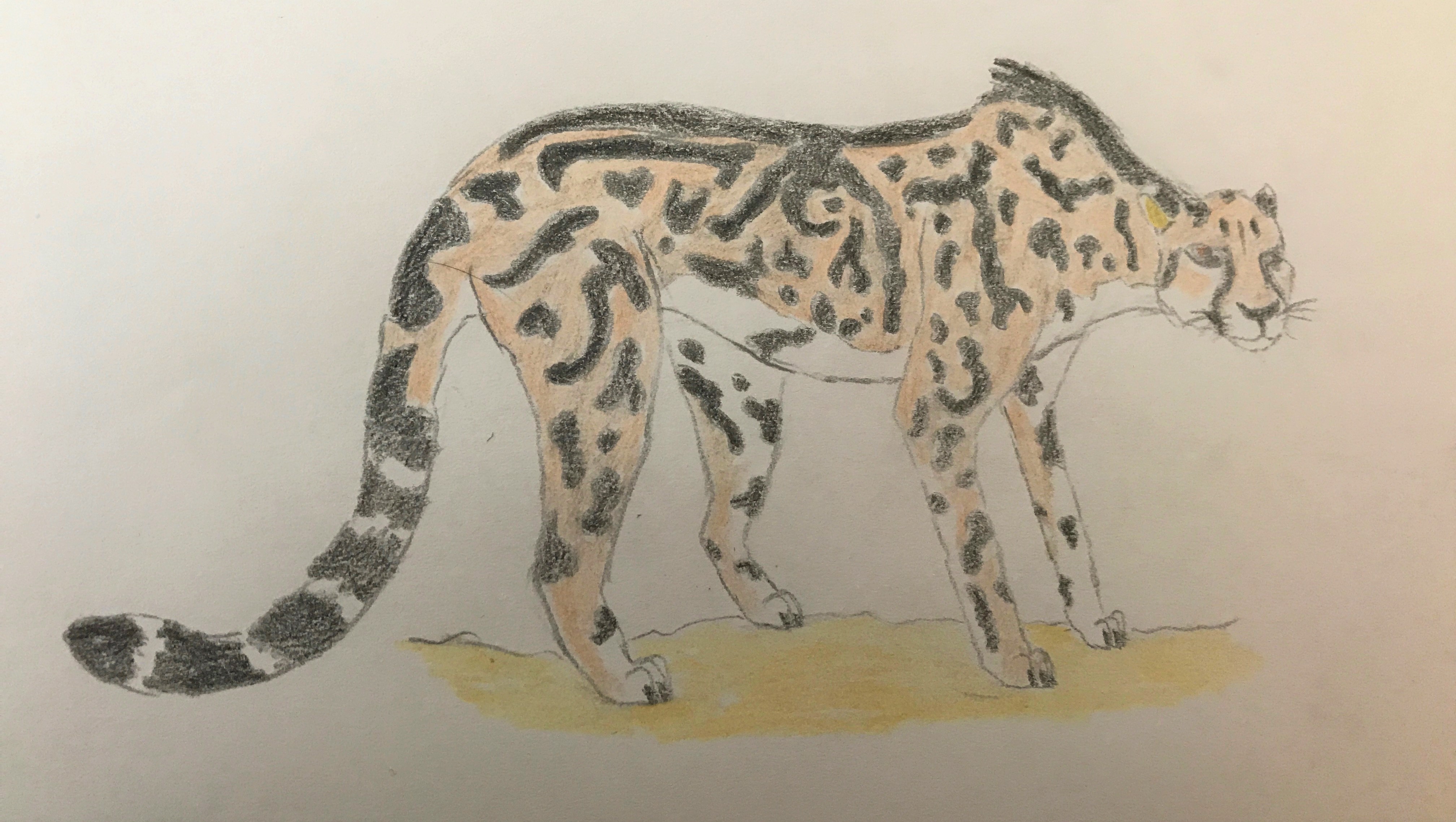 4032x2275 King Cheetah Coffee And Creatures - King Cheetah Drawing
