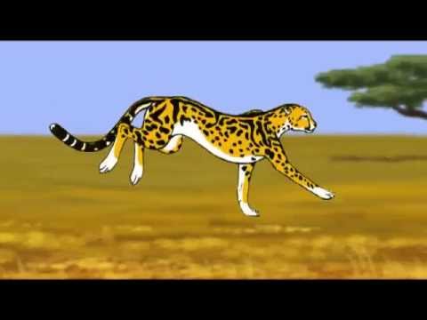 480x360 King Cheetah Running - King Cheetah Drawing