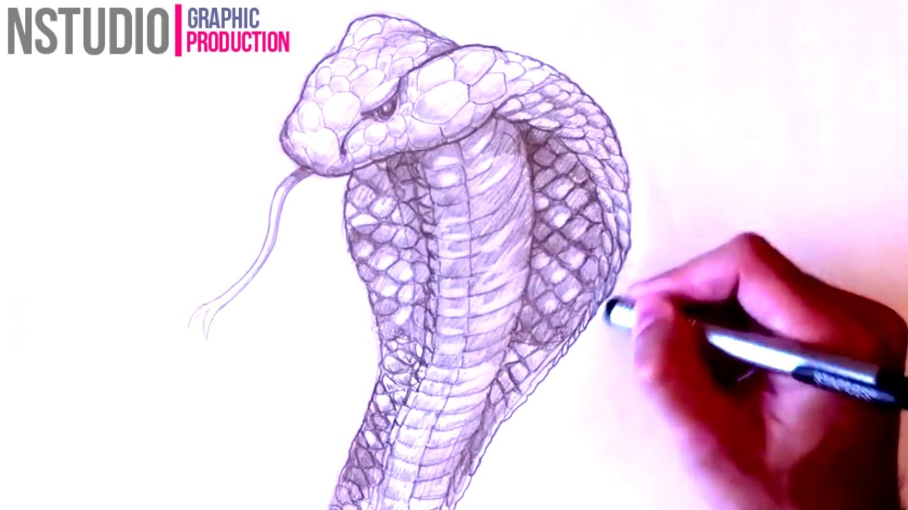 1280x720 How To Draw A King Cobra Snake Step - King Cobra Drawing