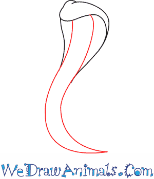 300x350 How To Draw A King Cobra - King Cobra Drawing