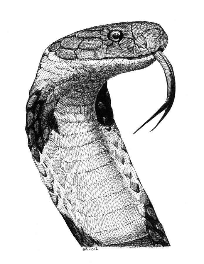 695x900 King Cobra Drawing - King Cobra Drawing