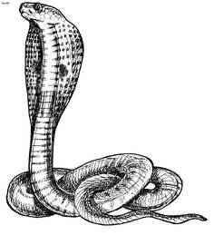 236x259 snake drawings for kids king cobra coloring pages backyard - King Cobra Drawing