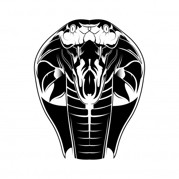 626x626 King Cobra Vectors, Photos And Free Download - King Cobra Head Drawing