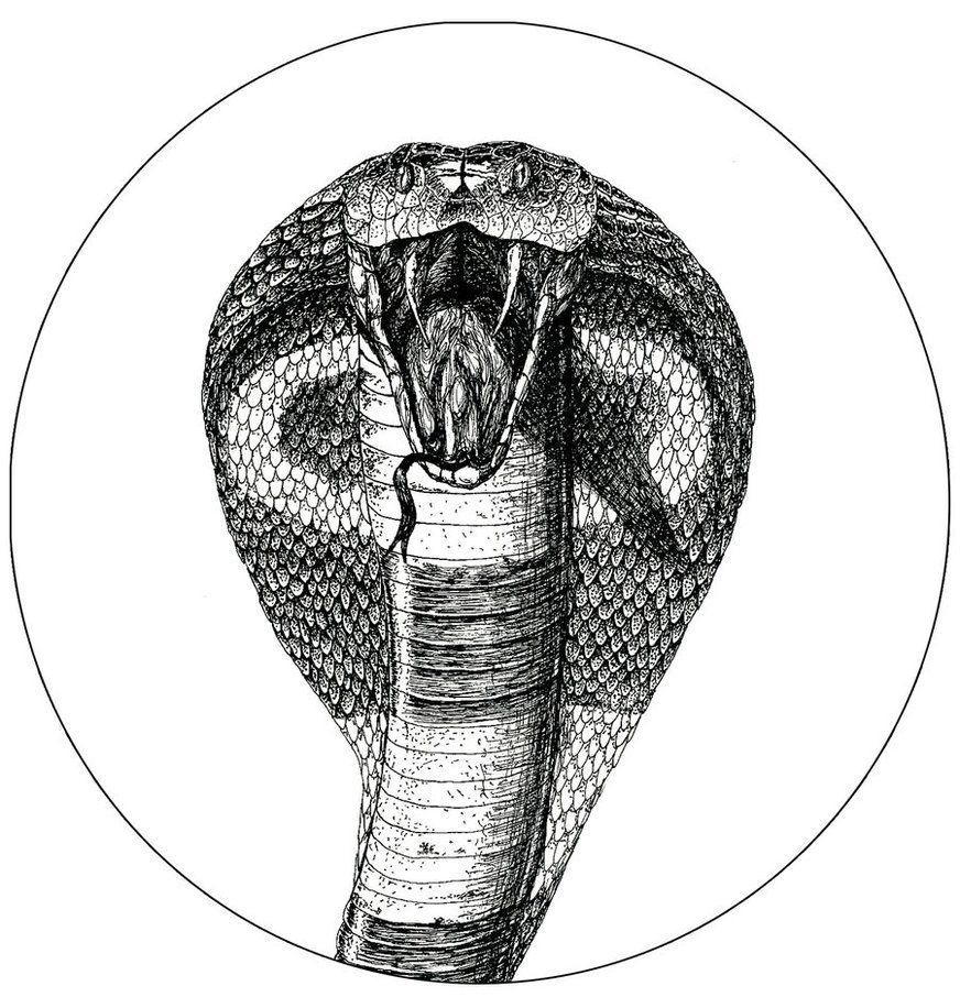 King Cobra Head Drawing at PaintingValley.com | Explore collection of ...