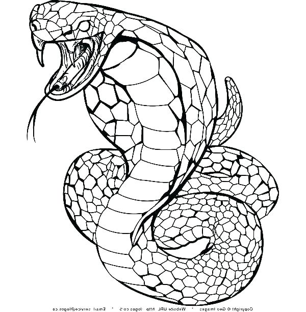 600x612 cobra snake drawing king cobra snake drawing clip art snake king - King Cobra Head Drawing